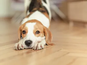 Stretching Beagle Puppy Wallpaper