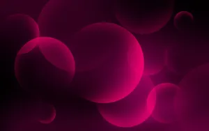 Striking Pink And Black Contrast Wallpaper