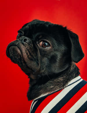 Stripe Shirt Pug Dog Wallpaper