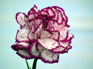 Striped Carnation Flower Wallpaper