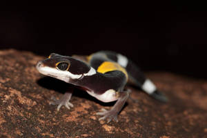 Striped Rare Leopard Gecko Wallpaper