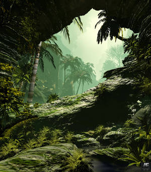 Strolling Through The Foggy Jungle Wallpaper