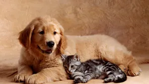 Studio Shot Cat And Dog Wallpaper