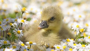 Stunning Baby Duck Wallpaper