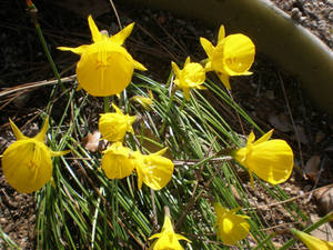 Stunning Blossom Of Fernandesii Narcissus Flower Wallpaper