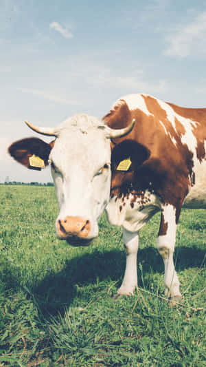 Stunning Cow Iphone Display Wallpaper