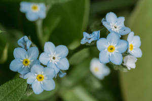 Stunning Display Of Vibrant Forget-me-not Flowers Wallpaper