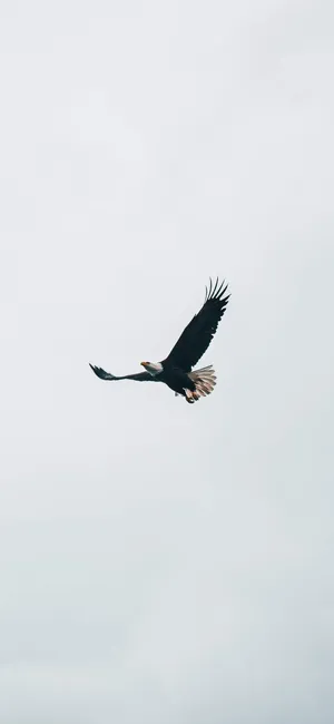 Stunning Eagle In Mid-flight Displayed On The Crisp Screen Of Oneplus 7 Pro Wallpaper