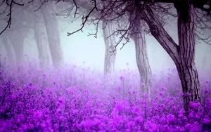 Stunning English Lavender Blooms In A Garden Wallpaper