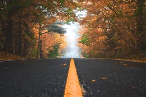 Stunning Fall Colors Light Up An Evening Drive Wallpaper
