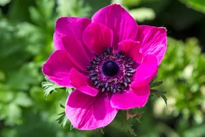 Stunning Fuchsia Anemone Flower Wallpaper