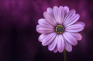 Stunning Full Bloom Purple Flower Desktop Wallpaper