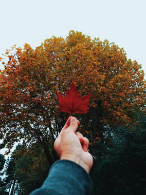 Stunning Iphone Display With Maple Leaf Wallpaper Wallpaper