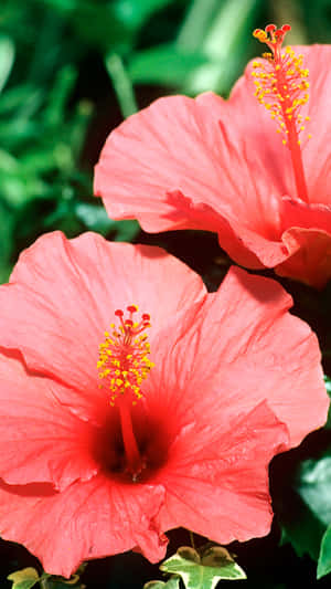 Stunning Pink Hibiscus Flower Wallpaper