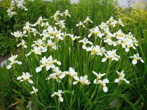 Stunning Snow Queen Iris Flower In Full Bloom Wallpaper