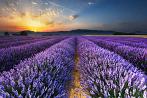 Stunning Sunrise At A Lavender Field Wallpaper