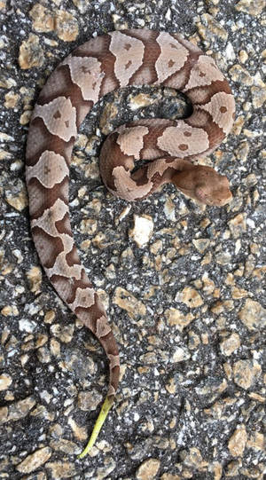 Stunning View Of Copperhead Snake With Light Green Tail Wallpaper