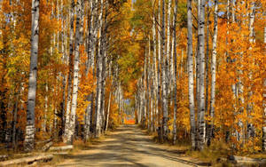 Stunning White Birch Tree Park Wallpaper