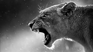 Stunningly Majestic Lioness Roars Out Into The Wild Wallpaper