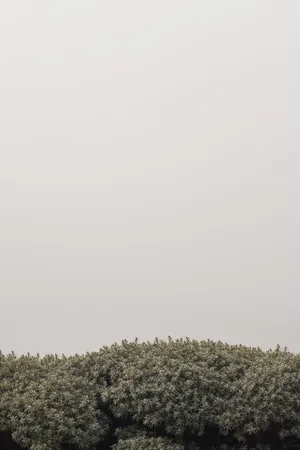 Stylish Aesthetic Minimalist Wallpaper For Iphone Wallpaper