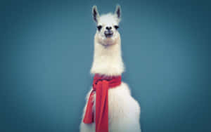 Stylish Llama With Scarf Wallpaper