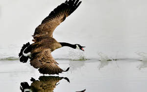 Stylish Picture Of Wild Goose Wallpaper