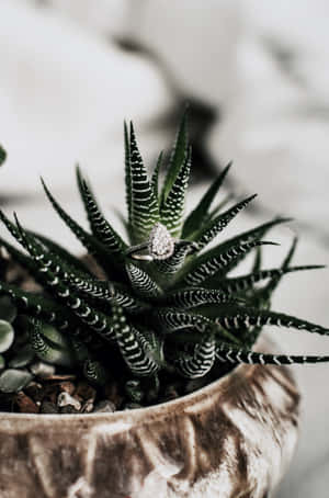 Succulent Iphone In Vintage Pot Wallpaper