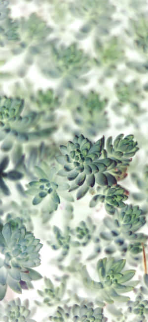 Succulent Iphone Pattern Wallpaper