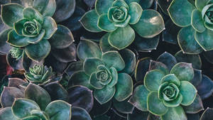 Succulent Pastel Green Aesthetic Laptop Wallpaper