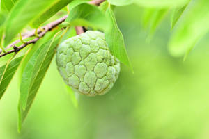 Sugar Apple Cute Lock Screen Wallpaper