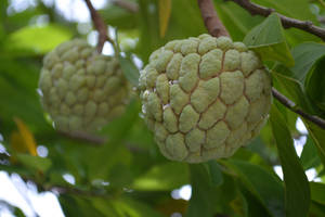 Sugar Apple Species Of Annona Wallpaper