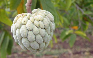 Sugar Apple Unique Tropical Tree Wallpaper