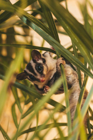 Sugar Glider On Leaves Wallpaper