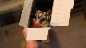 Sugar Glider Peeking From Box Wallpaper