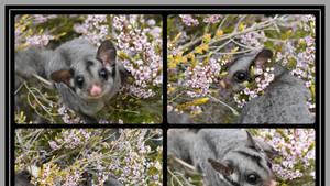 Sugar Glider Picture Collage Wallpaper