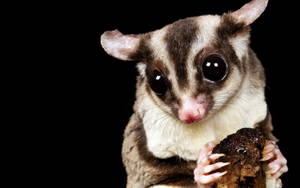 Sugar Glider With Food Wallpaper