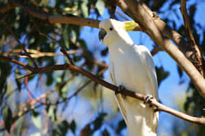 Sulphur Crested Cockatoo Perched Wallpaper