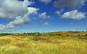 Summer Field Wallpaper