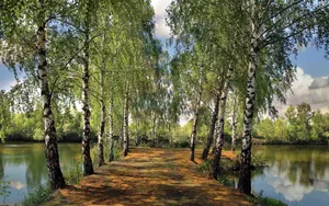 Summer Forest Lake Birch Tree Wallpaper