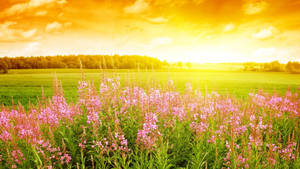 Summer Season Flower Field Wallpaper