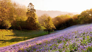 Summer Season Lavender Fields Wallpaper