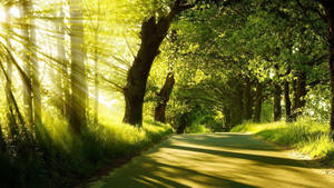 Summer Season Lush Green Road Wallpaper