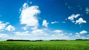 Summer Season Vast Blue Skies Wallpaper