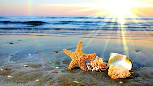 Summertime Sea Creatures Wallpaper