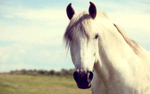 Sun-kissed White Horse Wallpaper