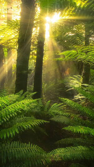 Sun Rays Passing Through Jungle Iphone Wallpaper