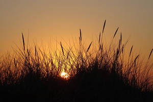 Sun Setting Down In Fields Wallpaper