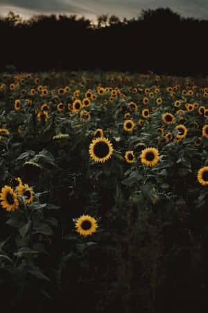 Sun Setting On Sunflower Phone Wallpaper