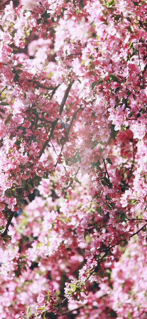 Sun Shining On Cute Pink Flower Blossoms Wallpaper