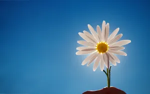 Sun With Daisy Flower Wallpaper